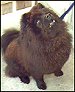 a black Chow that has